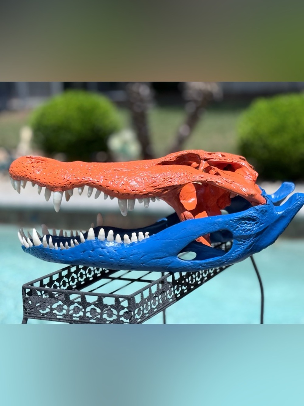 Alligator Skull  - Blue and Orange